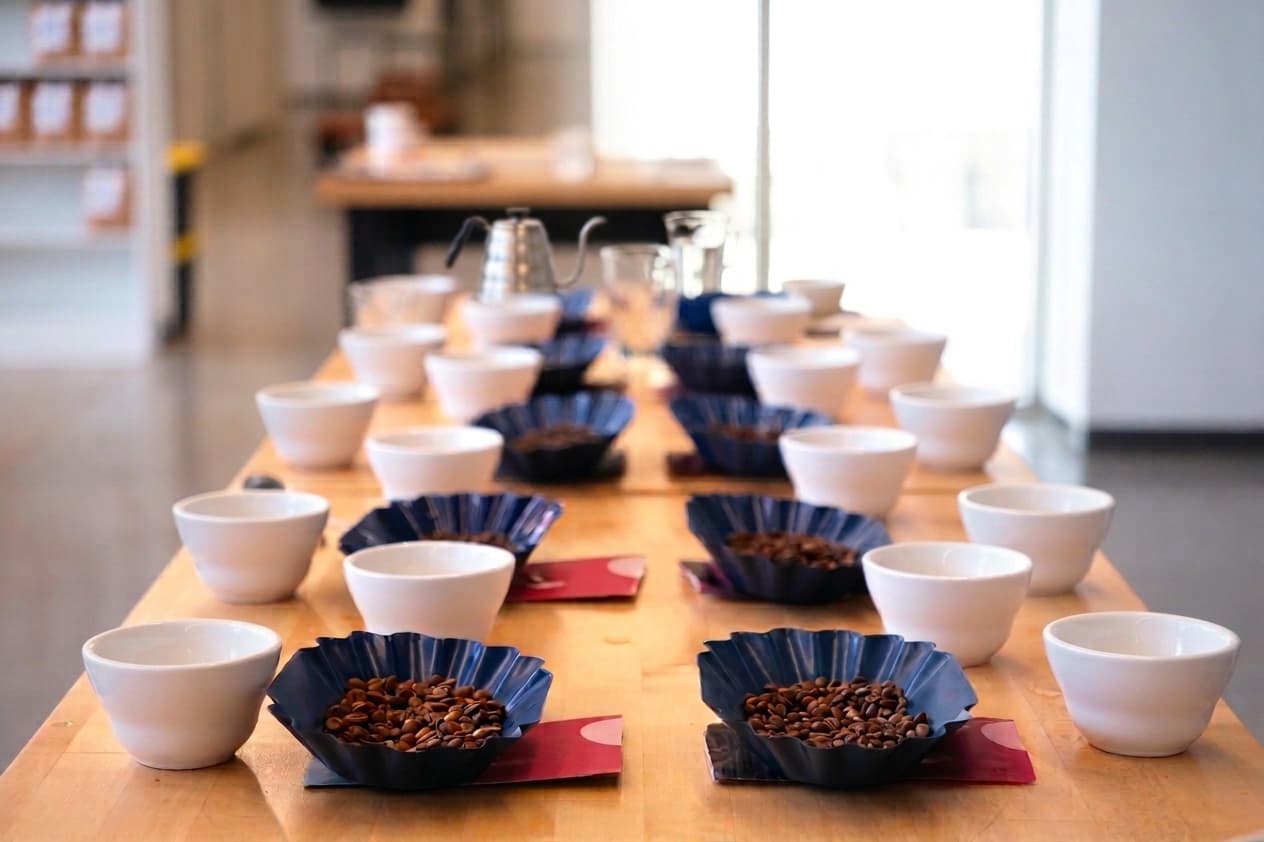 A cupping table set with rows of white bowls and roasted samples